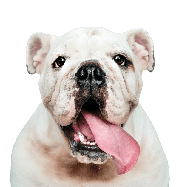 Laboratorio farmacéutico veterinario - Provet